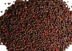 Broccoli Sprouting Seed - Certified Organic - 1 Pound