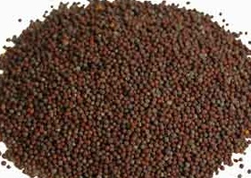 Brown Mustard Sprouting Seed - Certified Organic - 1 pound