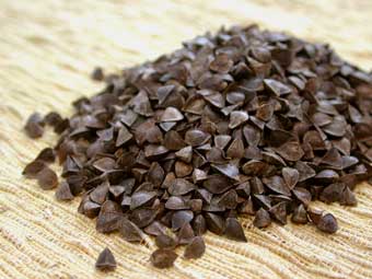 Buckwheat Sprouting Seeds - Organic - 1 Pound