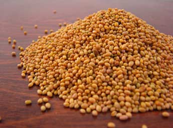 Crimson Clover Sprouting Seed - Organic 1oz